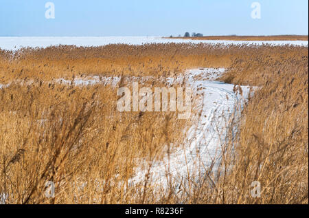 Schilf am Ufer des Stausees, der Pfad im Schnee unter den hohen Gras Stockfoto