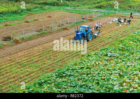 August 25, 2018, der Region Kaliningrad, Russland, Menschen und Traktor auf Kartoffel Ernte, Dreschen am Kartoffelfeld Stockfoto