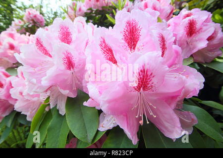 Frühling Blüten der Rhododendron 'Mrs Furnivall", Mai, UK Garten Stockfoto