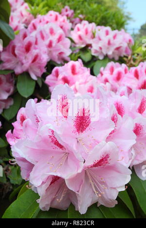 Frühling Blüten der Rhododendron 'Mrs Furnivall", Mai, UK Garten Stockfoto