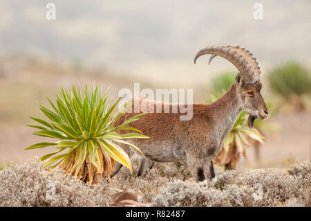 Walia Steinböcke (Capra walie), Simien Mountains National Park, Amhara Region, Äthiopien Stockfoto