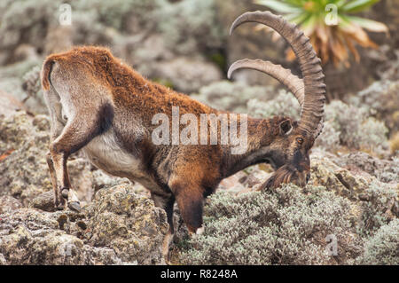 Walia Steinböcke (Capra walie), Simien Mountains National Park, Amhara Region, Äthiopien Stockfoto