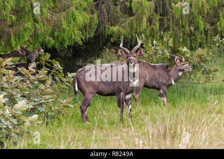 Berg oder Balboks Nyalas (Tragelaphus buxtoni), männlich, Bale Berge, Äthiopien Stockfoto