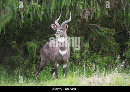 Berg oder Balbok Nyala (Tragelaphus buxtoni), männlich, Bale Berge, Äthiopien Stockfoto