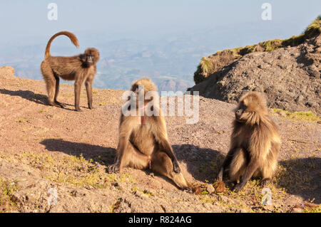 Gruppe von Gelada baboons (Theropithecus gelada), Simien Mountains National Park, Amhara Region, Äthiopien Stockfoto