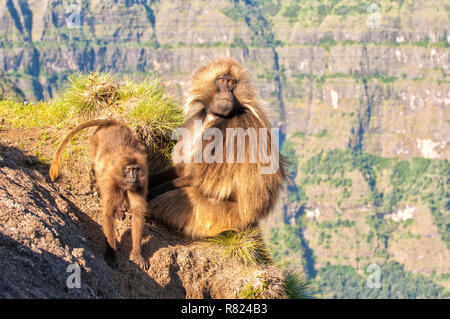 Gelada baboons (Theropithecus gelada) auf einer Klippe, Simien Mountains National Park, Amhara Region, Äthiopien Stockfoto