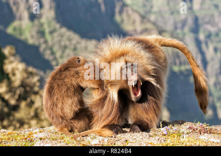 Gelada baboons (Theropithecus gelada) Grooming, Simien Mountains National Park, Amhara Region, Äthiopien Stockfoto