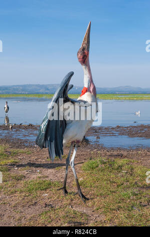 Marabu (Leptoptilos crumeniferus), Awasa Hafen, Awasa, Äthiopien Stockfoto