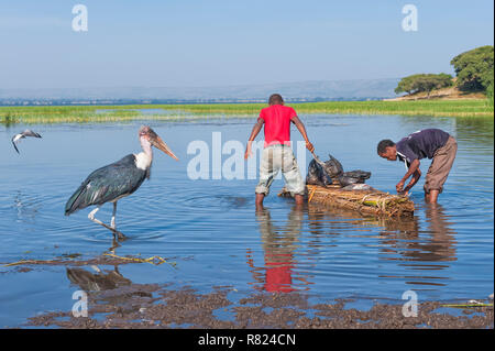 Fischer und Marabu (Leptoptilos crumeniferus), Awasa Hafen, Awasa, Äthiopien Stockfoto