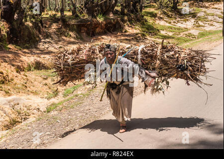 Frau, die ein Bündel aus Eukalyptusholz, Addis Abeba, Oromia Region, Äthiopien Stockfoto