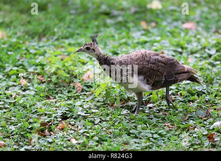 Peacock, einer der schönsten großen Vögel Stockfoto