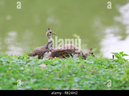 Peacock, einer der schönsten großen Vögel Stockfoto