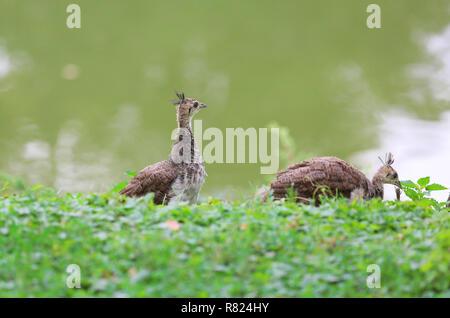 Peacock, einer der schönsten großen Vögel Stockfoto