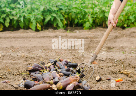 Faule verwöhnt Auberginen Gemüse liegen auf dem Feld. schlechte Ernte Konzept. Produktionsabfälle, Pflanzenkrankheiten. Landwirtschaft, Landwirtschaft. Nutzung der agro- Stockfoto