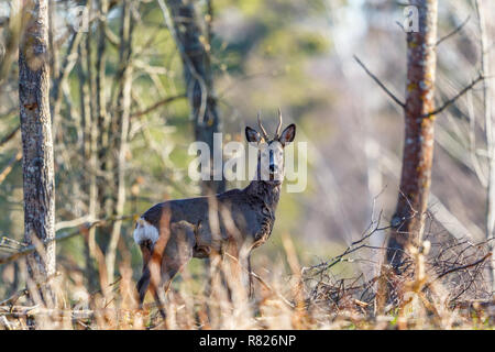 Rehe stehen und beobachten in den Wald Stockfoto