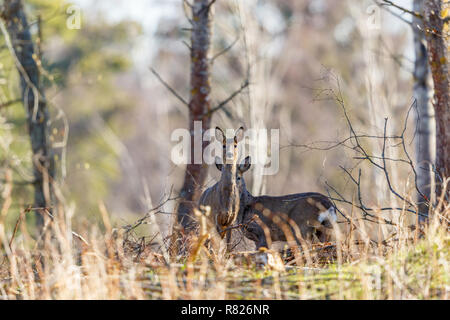 Rehe stehen und an der Kamera in den Wald Stockfoto