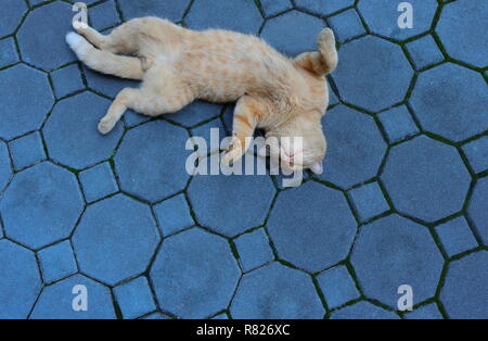 Eine süße Katze liegend auf seinen Rücken auf bürgersteig vorgibt, tot zu sein Stockfoto