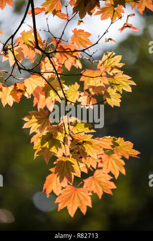 Ahorn Baum Blätter mit Hintergrundbeleuchtung in herbstlichen Farben, England, Großbritannien Stockfoto