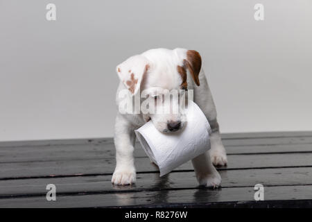 Kleine terrier Welpe mit WC-Papier im Studio Stockfoto