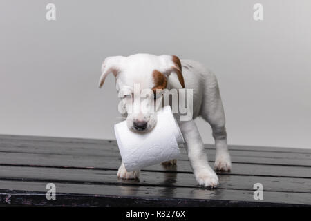 Kleine terrier Welpe mit WC-Papier im Studio Stockfoto