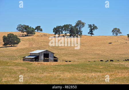 Scheune mit Black Angus Rinder weiden auf heißen Sommertag Stockfoto