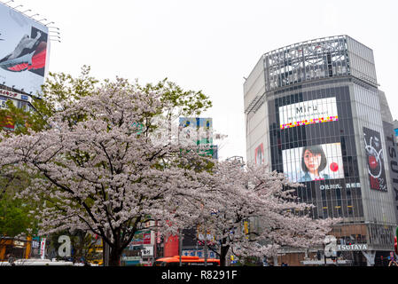 Kirschblüten in Shibuya, Tokio, Japan. Stockfoto