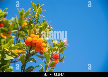 Früchte von Arbutus Baum. Stockfoto