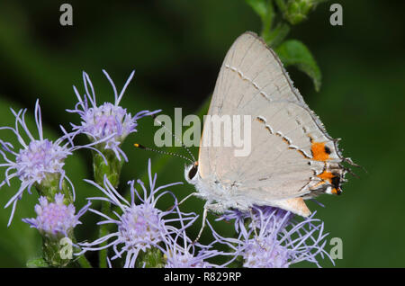 Grau Hairstreak, Strymon melinus, auf Nebel Blume, Conoclinium sp. Stockfoto