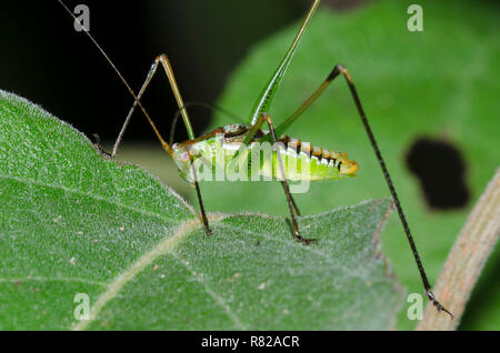 Kurze Flügel, Katydid Dichopetala sp., männlichen Erwachsenen Stockfoto