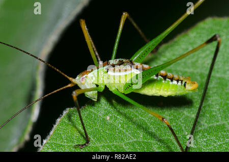 Kurze Flügel, Katydid Dichopetala sp., männlichen Erwachsenen Stockfoto