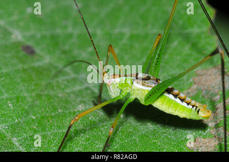 Kurze Flügel, Katydid Dichopetala sp., männlichen Erwachsenen Stockfoto