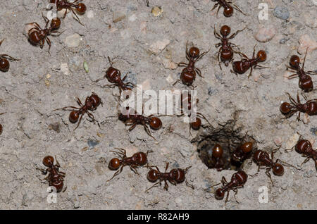 Red Harvester Ameisen, Pogonomyrmex barbatus, im Nest Eingang Stockfoto