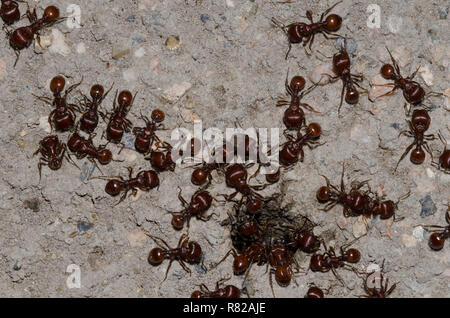 Red Harvester Ameisen, Pogonomyrmex barbatus, im Nest Eingang Stockfoto