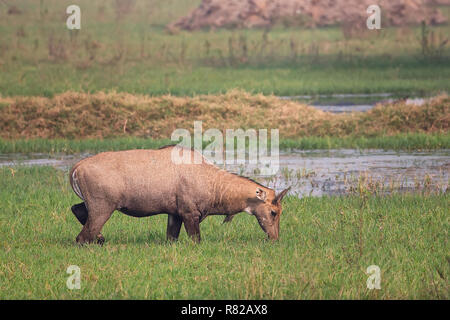 Nilgai (Boselaphus tragocamelus) Ernährung in Keoladeo Ghana National Park, in Bharatpur, Indien. Nilgai ist die größte asiatische Antilopen und ist endemisch auf der Stockfoto