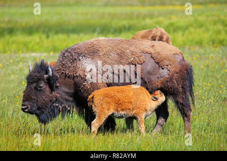 Weibliche bison mit einem Kalb, Krankenpflege, Yellowstone National Park, Wyoming, USA Stockfoto