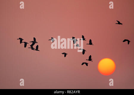 Silhouetted Lesser whistling Ducks bei Sonnenuntergang in Keoladeo Ghana National Park, in Bharatpur, Indien fliegen. Stockfoto