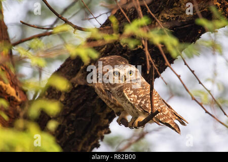 Bezeichnung entdeckt (Athene brama) auf einem Baum in Keoladeo Ghana National Park, in Bharatpur, Indien sitzen. Der Park ist ein Weltkulturerbe. Stockfoto