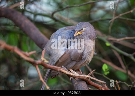 Dschungel Schwätzer (Turdoides Striata) auf einem Baum in Keoladeo Ghana National Park, in Bharatpur, Indien sitzen. Der Park wurde als geschützte Heiligtum ich Stockfoto