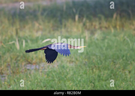 Orientalische schlangenhalsvogel (Anhinga melanogaster) fliegen in Keoladeo Ghana National Park, in Bharatpur, Indien. Der Park wurde ein geschütztes Refugium in 1971 erklärt. Stockfoto