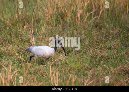 Black-headed Ibis (Threskiornis melanocephalus) Wandern in Keoladeo Ghana National Park, in Bharatpur, Indien. Der Park wurde als geschützte Heiligtum Stockfoto