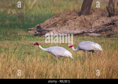 Sarus Kraniche (Grus Antigone) in Keoladeo Ghana National Park, Bharatpur, Rajasthan, Indien. Sarus Crane ist der höchste der fliegenden Vögel. Stockfoto