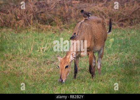 Weibliche Nilgai mit Brahminy mynas auf ihr in Keoladeo Nationalpark, Bharatpur, Indien sitzen. Nilgai ist die größte asiatische Antilopen und ist endemisch auf t Stockfoto