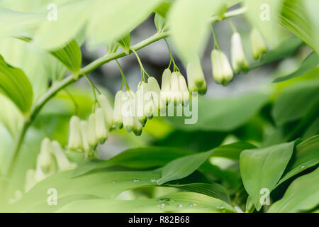 Kupena natürliche blühenden Hintergrund - Salomos Siegel, Bell, eine Gattung der Pflanzen der Lily Familie. Mehrjährige Kräuter mit Eiförmig oder elliptische leav Stockfoto