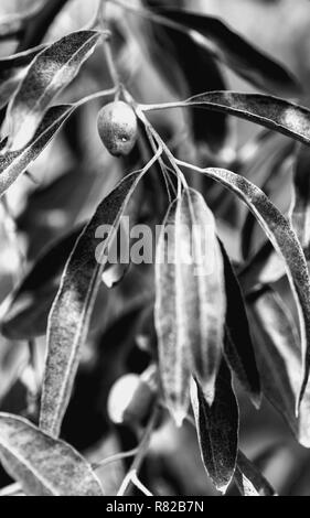 Wild geschmacklos ungenießbare Olive Obst auf einem mit Olivenbäumen, Details von Oliven und Verzweigungen. Frische, grüne Früchte der wilden Ölbaum hängen Büschel der Bunde Stockfoto