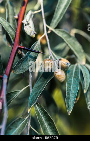 Wild geschmacklos ungenießbare Olive Obst auf einem mit Olivenbäumen, Details von Oliven und Verzweigungen. Frische, grüne Früchte der wilden Ölbaum hängen Büschel der Bunde Stockfoto