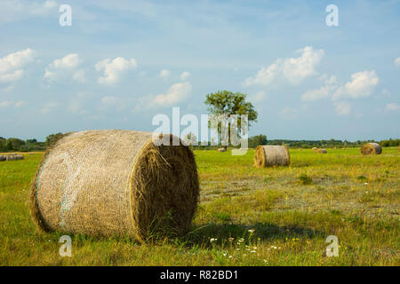 Runde Heuballen liegen im Bereich Stockfoto