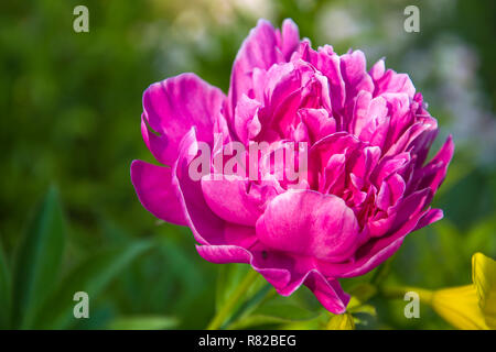 Rosa pfingstrose Blüte im Sonnenschein und grüner Hintergrund Stockfoto