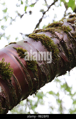 In der Nähe von Moos bedeckt Filiale einer tibetischen Kirschbaum am Washington Park Arboretum in Seattle, Washington, wachsende Stockfoto