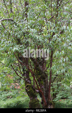 Eine tibetische Kirschbaum am Washington Park Arboretum in Seattle, Washington, wachsende Stockfoto