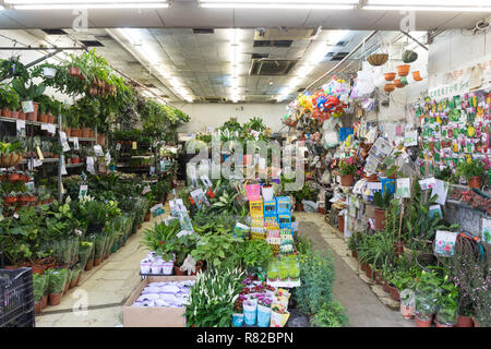 KOWLOON, HONG KONG - 21. APRIL 2017: Blumen und Pflanzen Blumengeschäft im Prince Edward Road in Kowloon, Hong Kong. Stockfoto